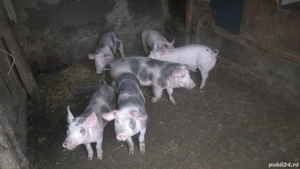 De vânzare purcei și porci mari  - imagine 5