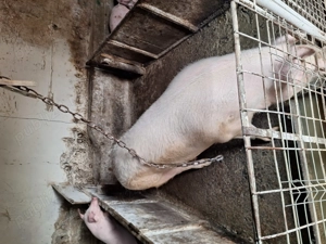 Scroafa de vanzare .... - imagine 2