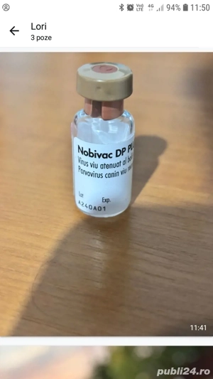 Cățelușă Beagle , 9 luni cu toate vaccinurile la zi.