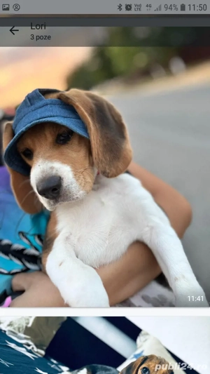 Cățelușă Beagle , 9 luni cu toate vaccinurile la zi. - imagine 3