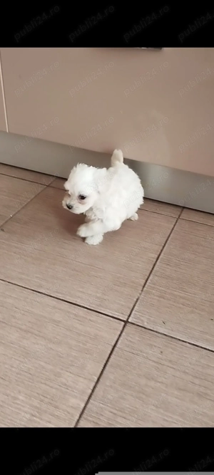 Bichon maltese mini toy