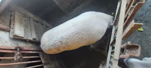 Vând porc pietrain,rog seriozitate!