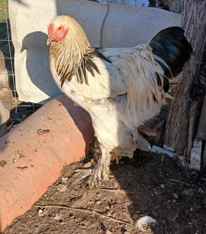 Vând cocoși Brahma!!