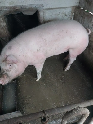 Porc de vânzare - imagine 3
