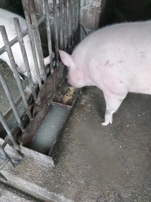 Porc de vânzare - imagine 4