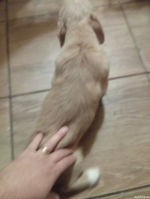 vand bichon maltez - imagine 2