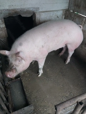 Porc de vânzare - imagine 2