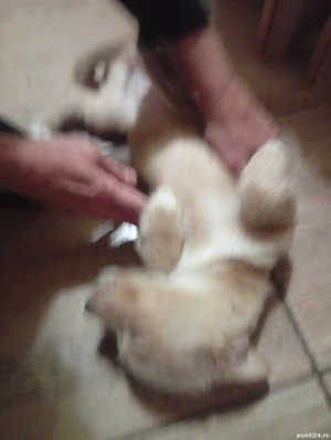 vand bichon maltez - imagine 3