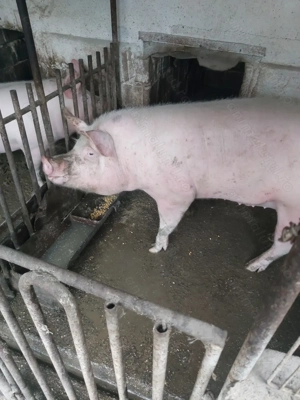 Porc de vânzare - imagine 5