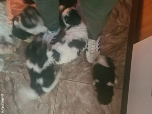 Vînd cătei bichon maltez