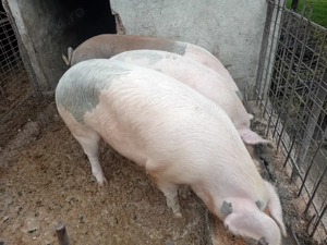 Vând porci - imagine 2