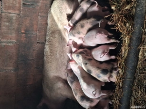 vand purcei de rasa !