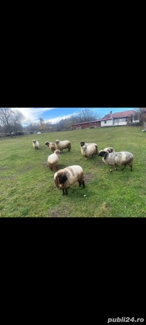 Oi de vanzare Milostaea 