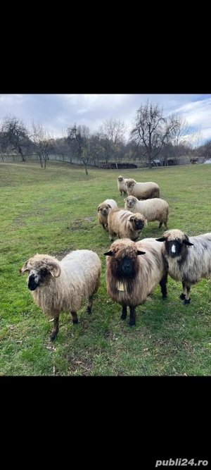 Oi de vanzare Milostaea  - imagine 3