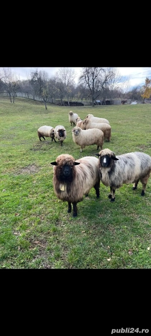 Oi de vanzare Milostaea  - imagine 4
