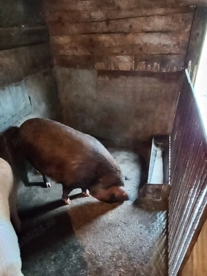 Porc de vanzare 180 kg-200 kg