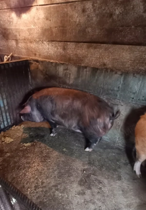 Porc de vanzare 180 kg-200 kg