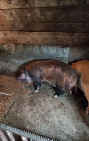 Porc de vanzare 180 kg-200 kg - imagine 3