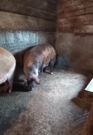 Porc de vanzare 180 kg-200 kg - imagine 2