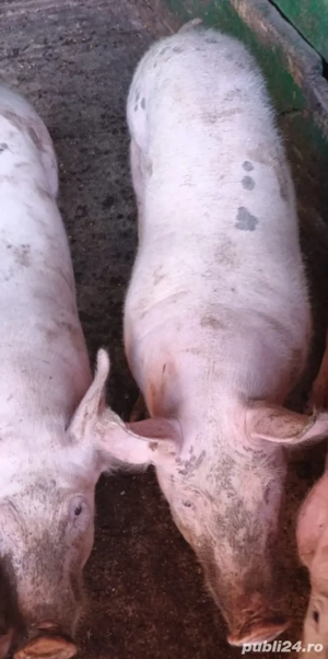 Grăsuni de vanzare  - imagine 2