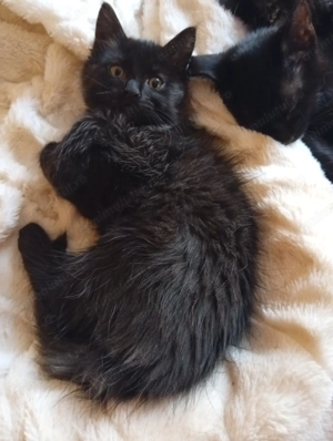 Pisicuță Transilvăneană - imagine 2