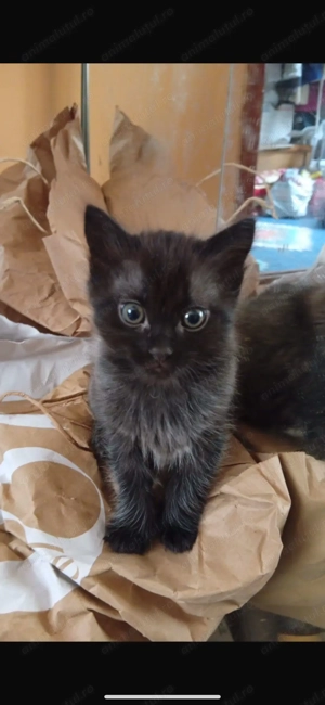 Pisicuță Transilvăneană