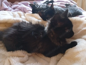 Pisicuță Transilvăneană - imagine 4