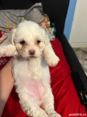 bichon maltez detalii la telefon