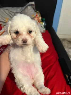 bichon maltez 400 de lei fetita 