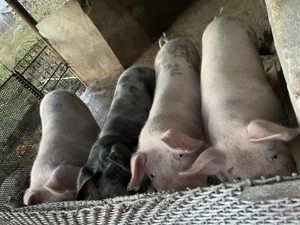 Vand 2 porci de 100-130 kg 