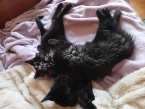 Pisicuță Transilvăneană - imagine 3