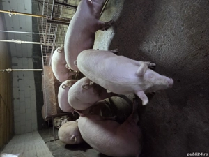 porci de vanzare cu greutate intre 120-160kg  - imagine 4