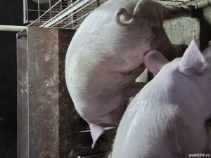 porci de vanzare cu greutate intre 120-160kg  - imagine 3