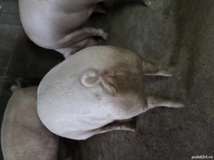 porci de vanzare cu greutate intre 120-160kg 