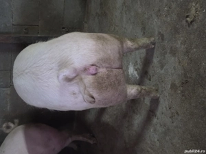 porci de vanzare cu greutate intre 120-160kg  - imagine 2