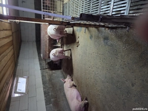 porci de vanzare cu greutate intre 120-160kg  - imagine 5