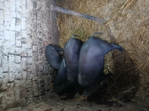 De vânzare 3 scrofite si 1 mascul(16saptamani)