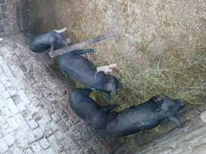 De vânzare 3 scrofite si 1 mascul(16saptamani) - imagine 4