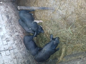 De vânzare 3 scrofite si 1 mascul(16saptamani) - imagine 2