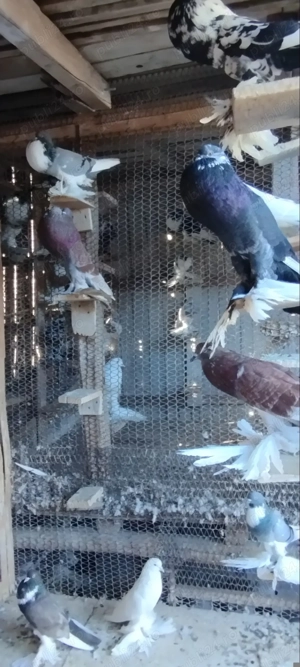 Porumbei gusati de pomerania și creți francezi - imagine 2