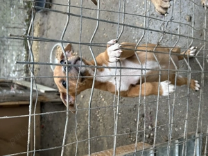 pui amstaff - imagine 3