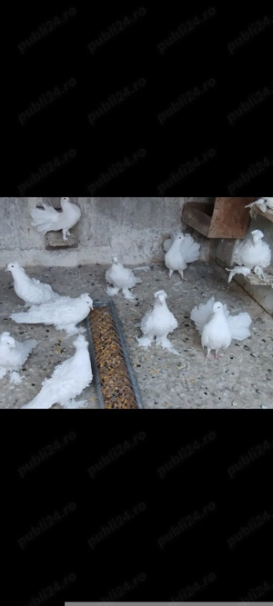 Porumbei gusati de pomerania și creți francezi - imagine 3