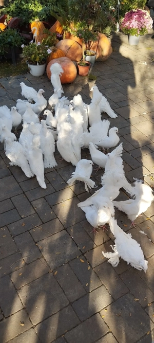 Porumbei gusati de pomerania și creți francezi - imagine 4