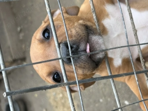 pui amstaff - imagine 2