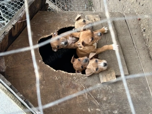 pui amstaff - imagine 4