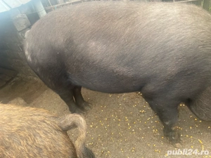  Porci de vanzare - imagine 2