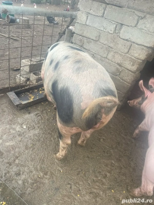  Porci de vanzare