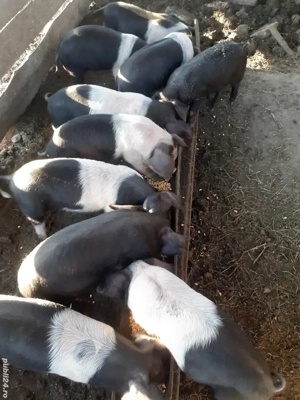 purcei de 7 săptămâni de vanzare crescuți bio in propria gospodarie 