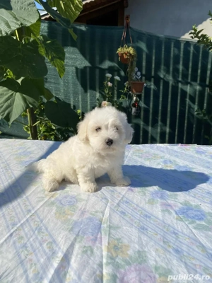 Bichon fetita
