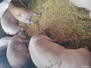 Vand porci de taiat - imagine 2